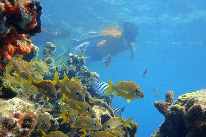 5 islands tour to rosario Islands with snorkeling activity! - Food, Drinks, and the 30,000 COP Menu Credit (What to Expect)