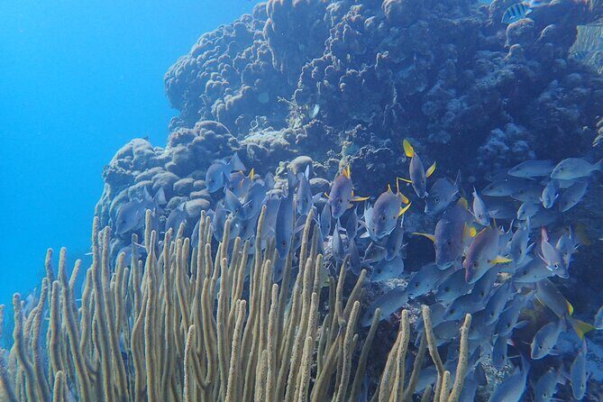 All-Inclusive Full-Day Hol Chan Snorkeling Tour - What $125 gets you: snorkeling gear, park fees, lunch, and photos