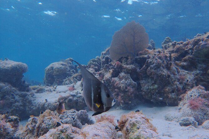 All-Inclusive Full-Day Hol Chan Snorkeling Tour - Shark & Ray Alley: a focused second snorkel on classic Belize wildlife