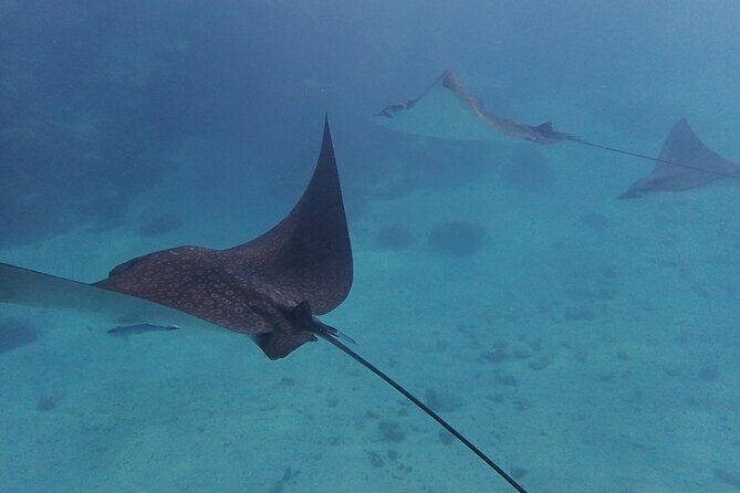 All-Inclusive Full-Day Hol Chan Snorkeling Tour - Small group pace: captain-led routing and flexible time in the water