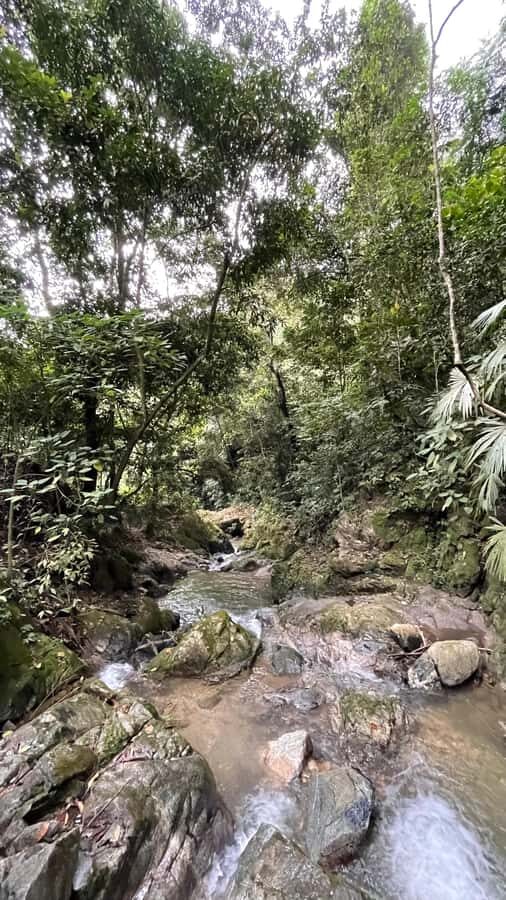 Avistamiento de aves en Minca Sierra Nevada de Santa Marta - Binoculares y guía: cómo pasas de mirar a identificar