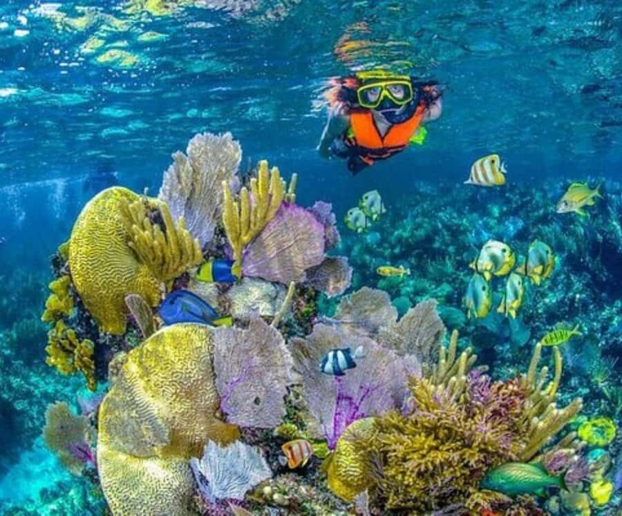 Barú: Club Freedom Beach with Mangrove and Snorkel - Snorkeling on the Rosario Islands: one hour that’s meant to count