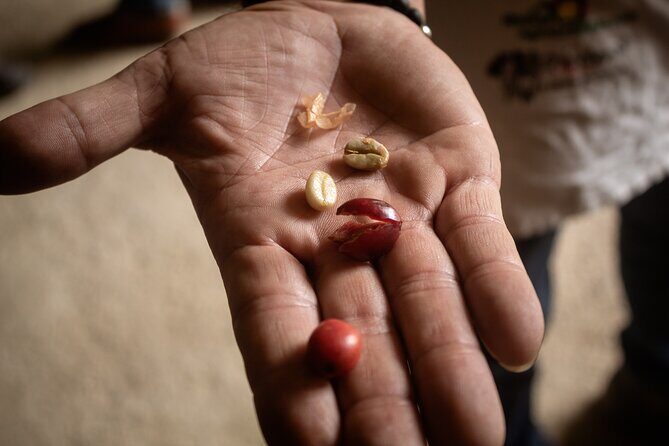 Best Coffee Tour from Medellin with Lunch and Transportation - Who should book this coffee tour from Medellín