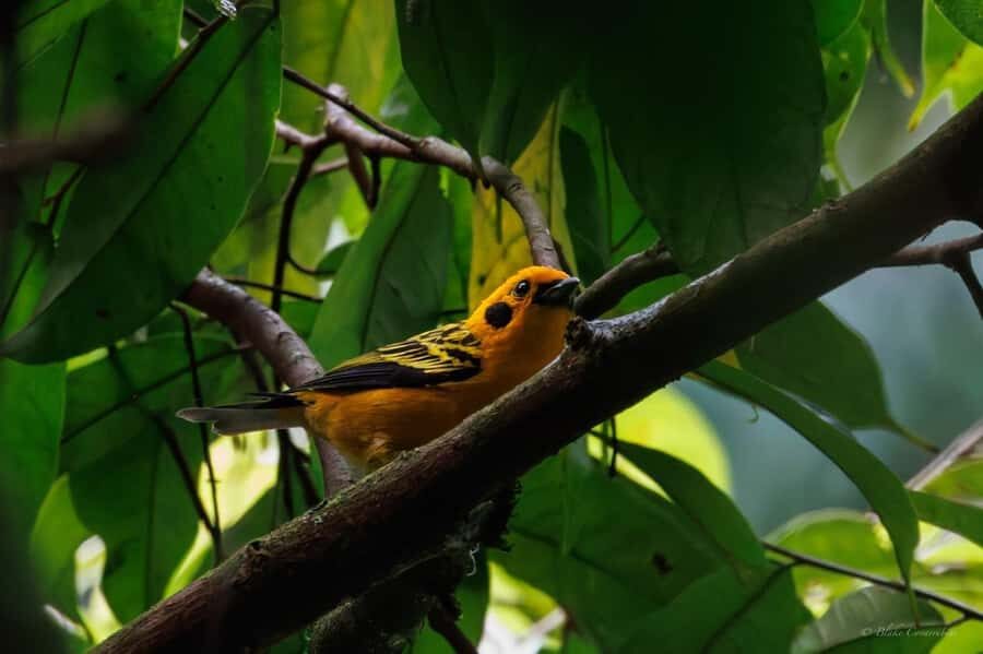Birding Medellin with expert bird-watcher (Private) - Key things you should know