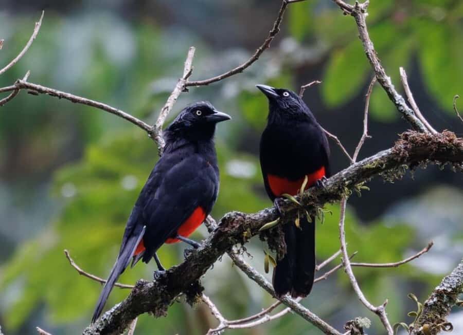 Birding Medellin with expert bird-watcher (Private) - Why birding around Medellín feels different