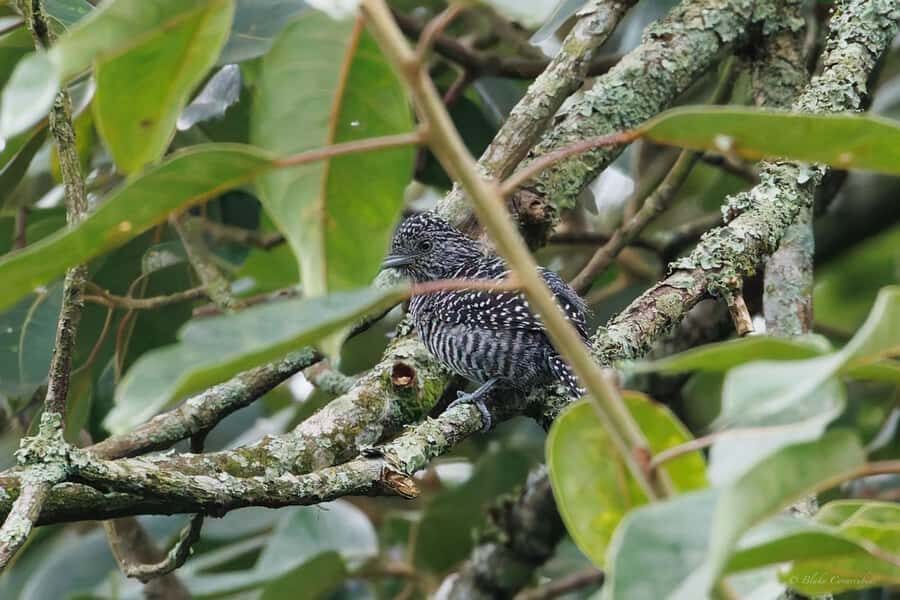 Birding Medellin with expert bird-watcher (Private) - Parque Ecológico La Romera: how the 6-hour experience really plays out