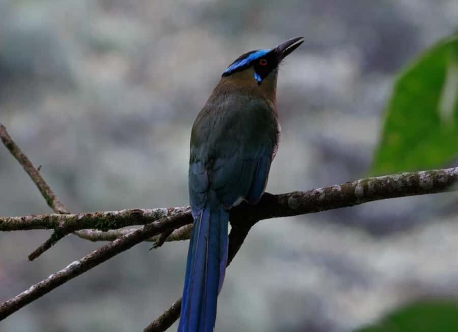 Birding Medellin with expert bird-watcher (Private) - Gear checklist: what to bring so you enjoy the uphill parts