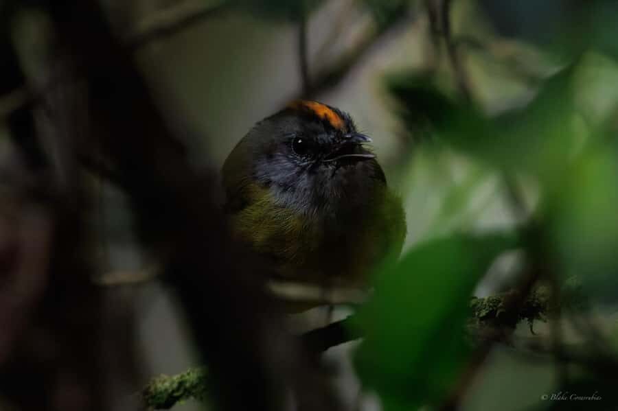 Birding Medellin with expert bird-watcher (Private) - Price and value: $197 for a private birding morning