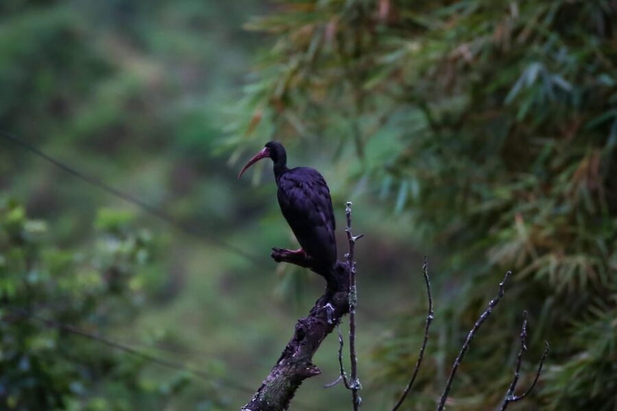 Birding Medellin with expert bird-watcher (Private) - Who this tour suits best (beginners through experts)