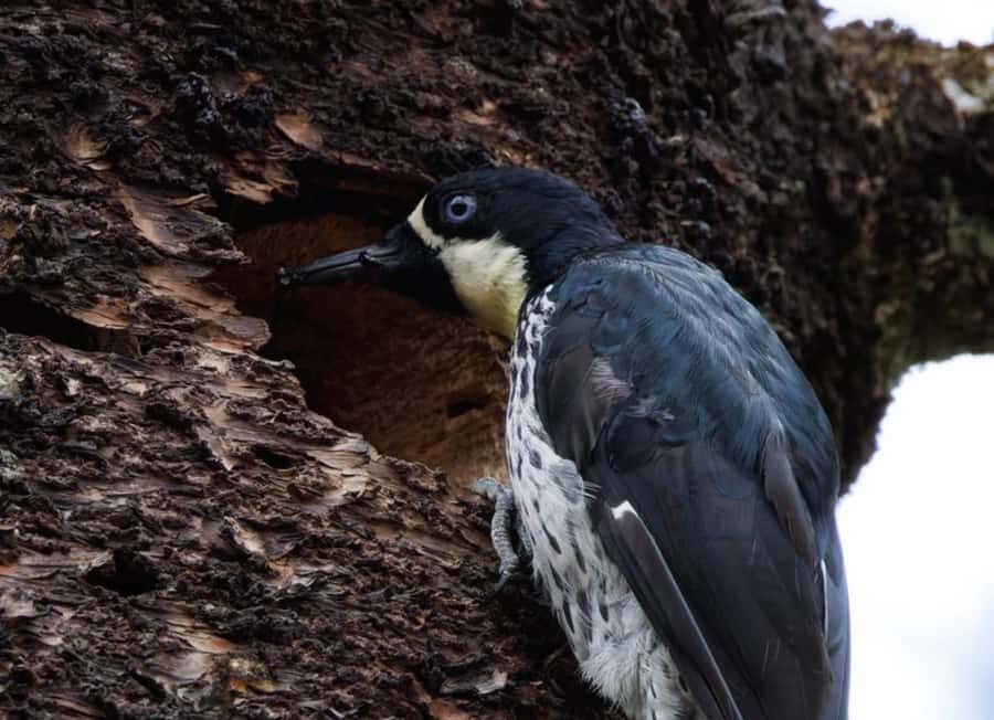 Birding Medellin with expert bird-watcher (Private) - Your guide on the trail: ornithologist biologist, real spotting skills