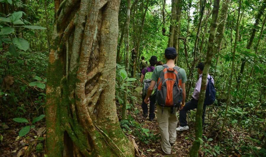 Birdwatching Day Tour at Chicaque Natural Park - Key Points I’d Prioritize