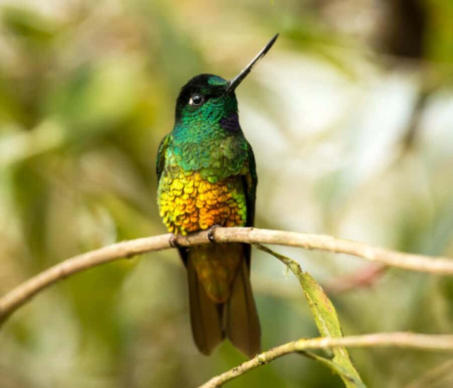 Birdwatching Day Tour at Chicaque Natural Park - The 8-Hour Timing: Where the Birding Power Is
