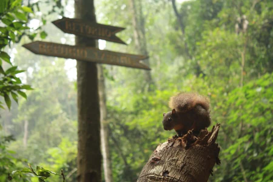 Bogota: Explore the forest and bird watching at Chicaque Natural Park - Arrival and the Guided Start: What You Learn Before You Walk
