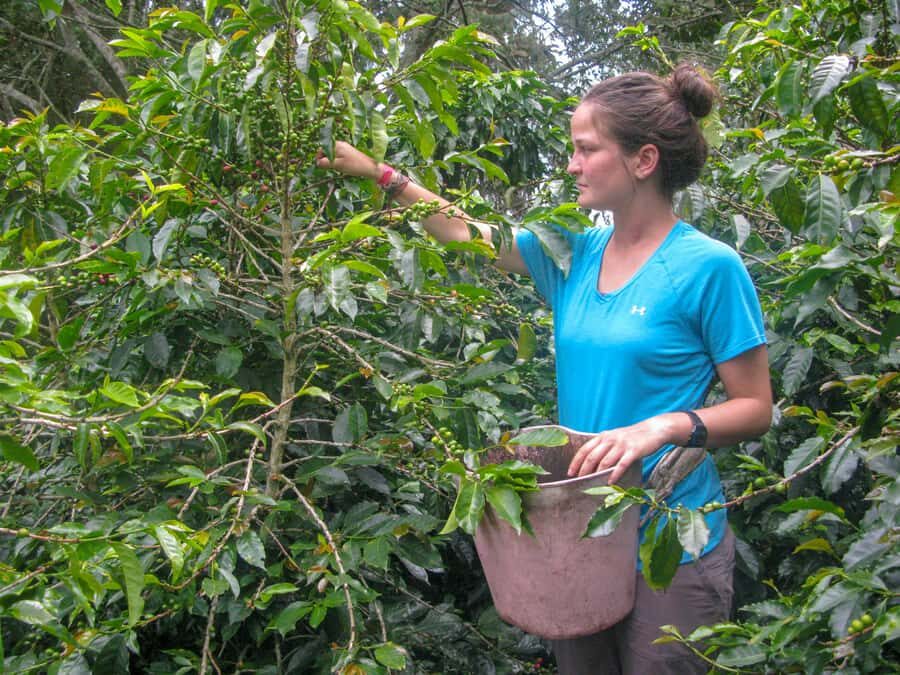 Bogotá: Guided Coffee Tour with Lunch, and Pickup & Drop-Off - Key highlights worth planning around