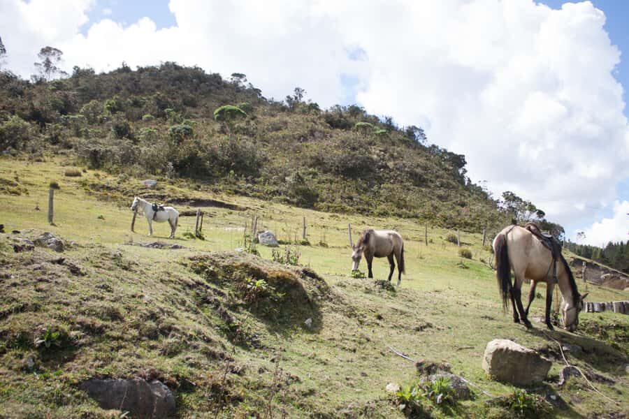 Bogota: Horseback Riding Tour - Key Highlights You’ll Care About