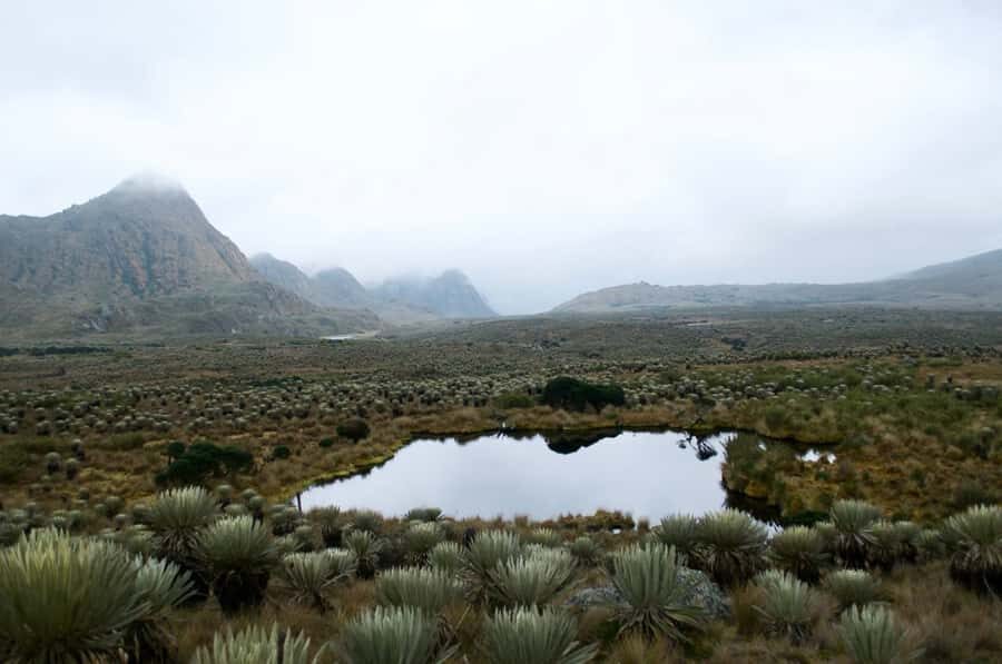 Bogotá: Sumapaz National Park Hike Tour - What you’ll see up close: frailejones, misty páramo trails, and water wells