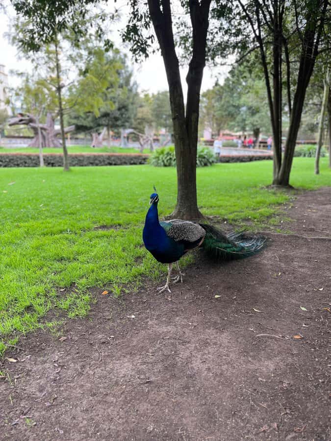 BOGOTA: Tour of Jaime Duque Park, Zoo, and Aerospace Museum - Theater show plus photo stops, shopping, and time to linger