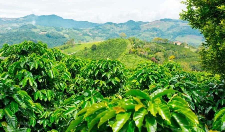 Cacao and Coffee Tour - Key Highlights That Matter on This Tour