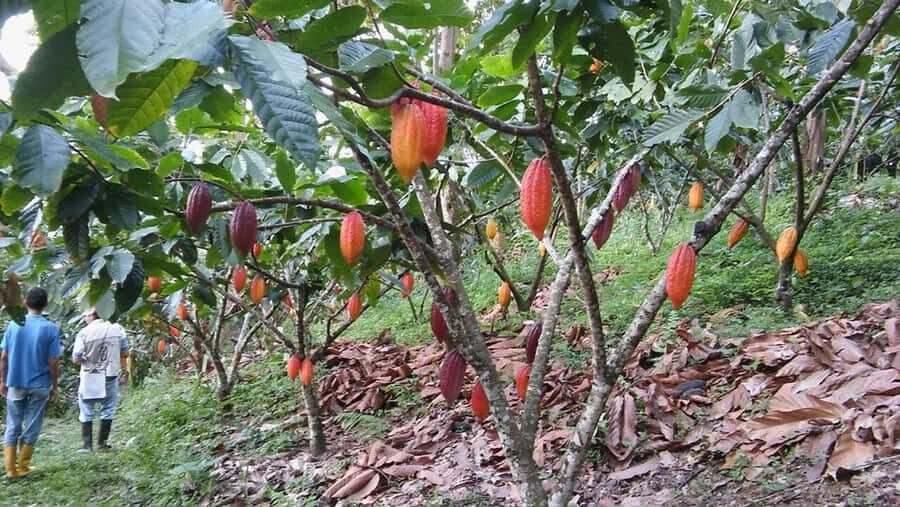 Cacao and Coffee Tour - Cacao Tasting: Raw, Hot Chocolate, and a Reality Check