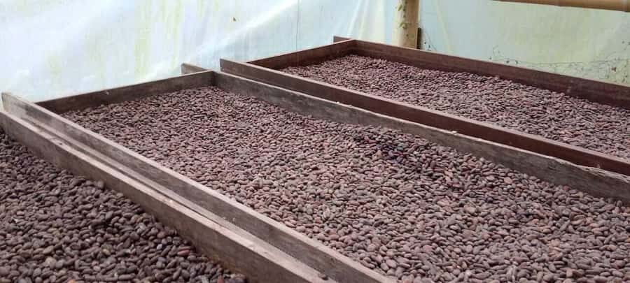 Cacao and Coffee Tour - From the Church in Minca to the Farm (and That Santa Marta View)