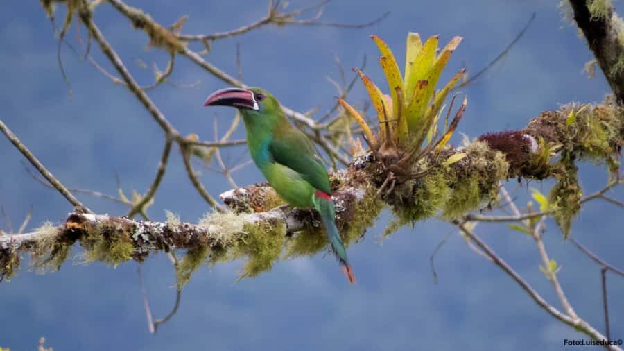 Cali: Bird Watching in The San Antonio Fog Forest - San Antonio Fog Forest: What Makes This Birding So Special
