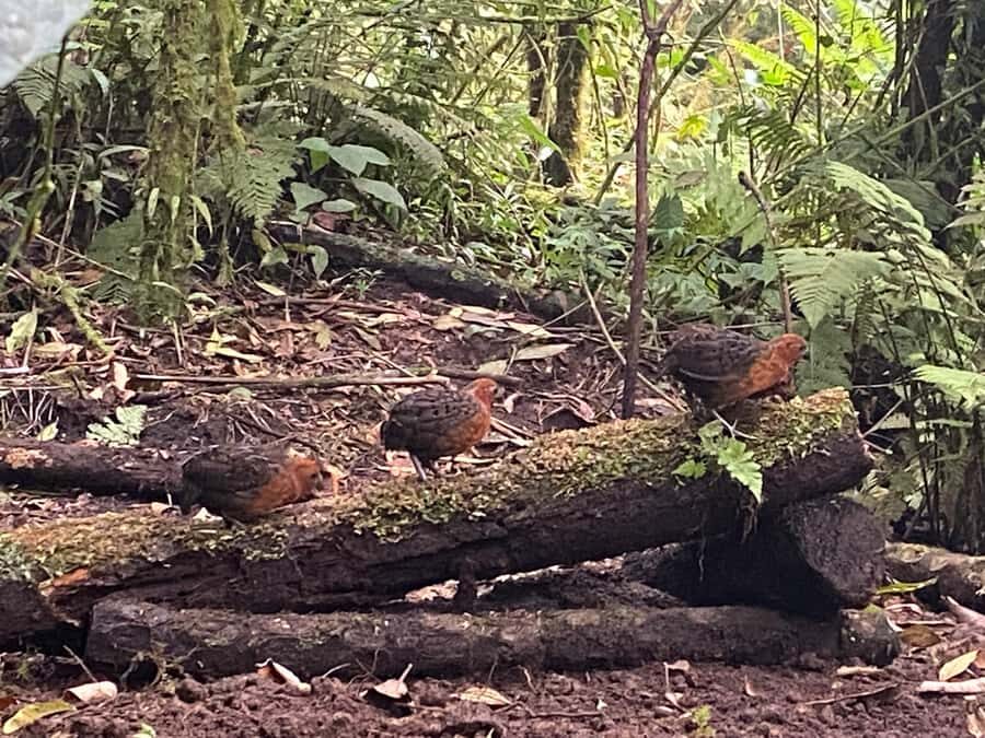 Cali: Bird Watching in The San Antonio Fog Forest - Price and Value: Is $190 Worth a Cloud-Forest Morning?