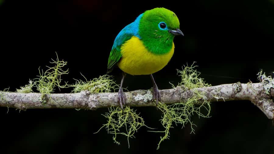 Cali: Bird Watching in The San Antonio Fog Forest - Bosque de Niebla Birding & Nature: The 4.5 Hours That Do the Heavy Lifting