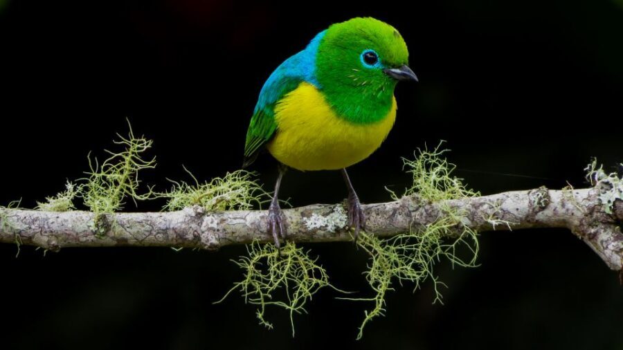 Cali: Bird Watching in The San Antonio Fog Forest - The Bird Checklist: Why It’s More Than a Souvenir