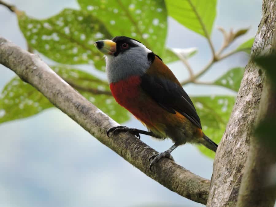 Cali: Bird Watching in The San Antonio Fog Forest - What You’ll See: Hummingbirds, Flora, and More