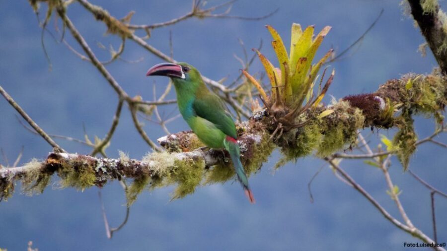 Cali: Bird Watching in The San Antonio Fog Forest - Guide Quality: The Difference Between Seeing Birds and Searching
