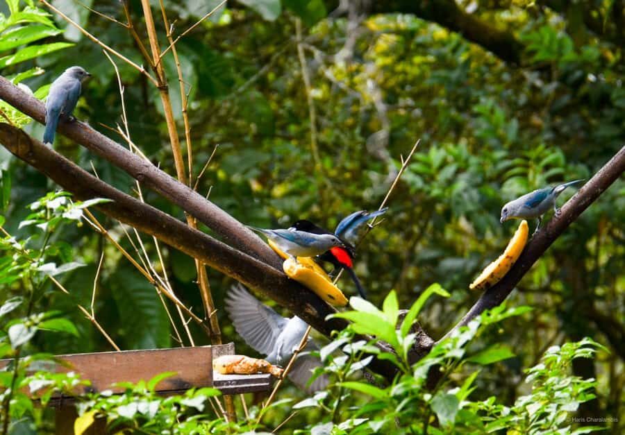 Cali: Bird Watching in The San Antonio Fog Forest - From Intercontinental Cali to the Forest: Getting There Without Stress