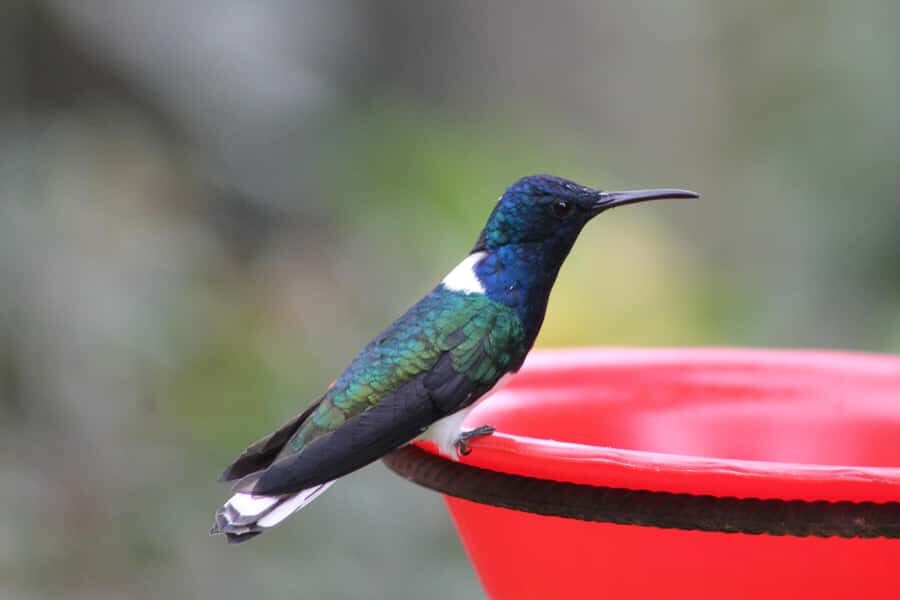 Cali: Hummingbird Watching & Photography Tour - Key highlights you’ll actually feel