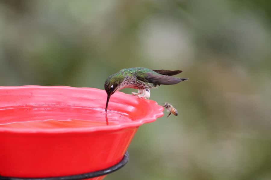 Cali: Hummingbird Watching & Photography Tour - Who This Tour Is Best For (and Who Should Rethink It)