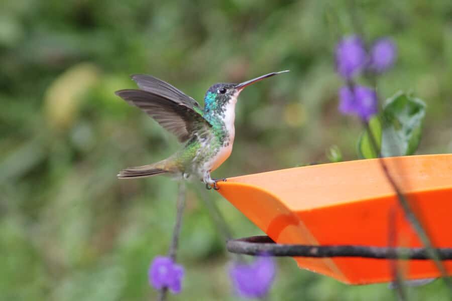 Cali: Hummingbird Watching & Photography Tour - The Big Idea: Why This Hummingbird Tour Feels Different