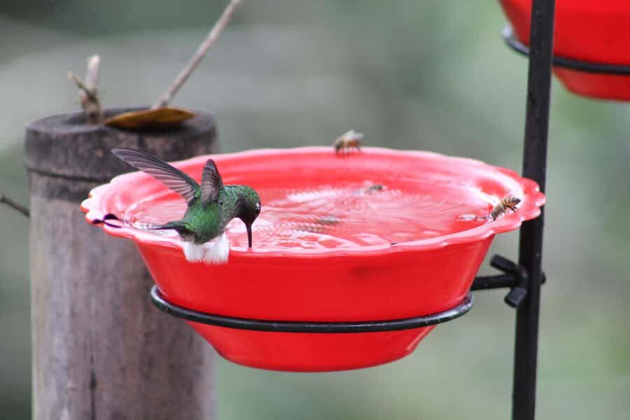 Cali: Hummingbird Watching & Photography Tour - The Birdwatching Window: How You’ll Actually See the Birds