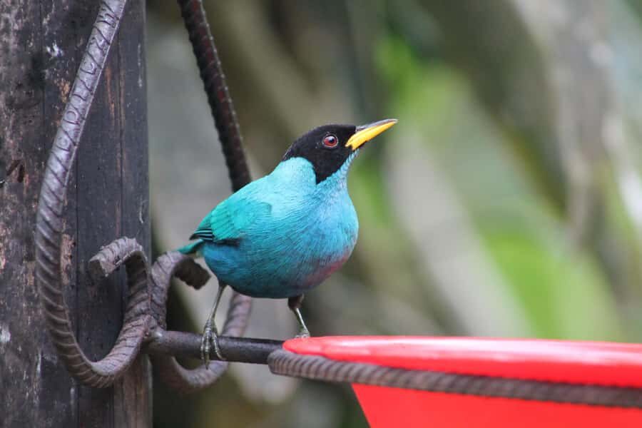 Cali: Hummingbird Watching & Photography Tour - Photography Tips That Follow the Reality of the Place
