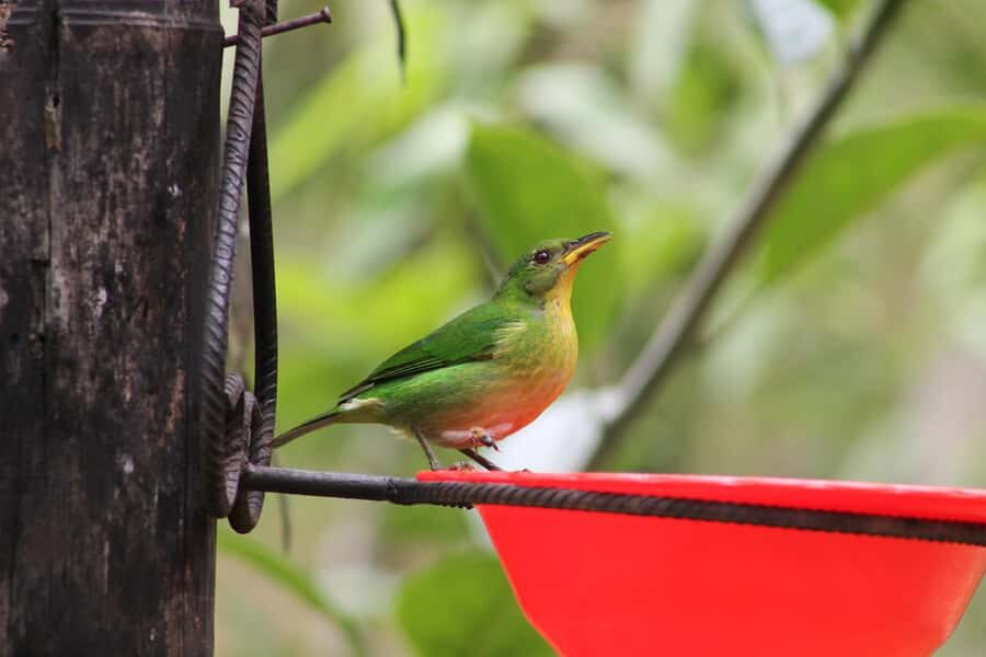 Cali: Hummingbird Watching & Photography Tour - Price and Value: Is $65 Worth It?