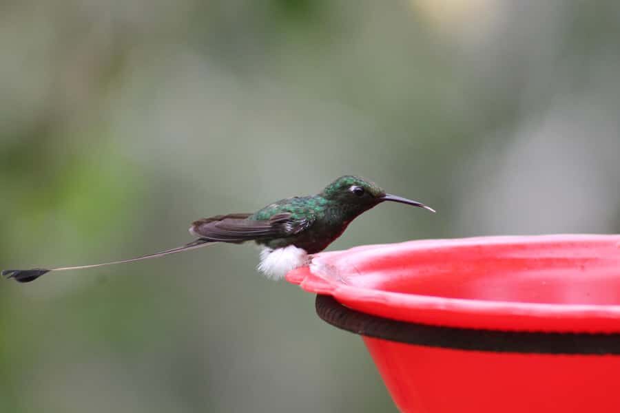 Cali: Hummingbird Watching & Photography Tour - Getting to the West Mountains From Cali (Without the Hassle)