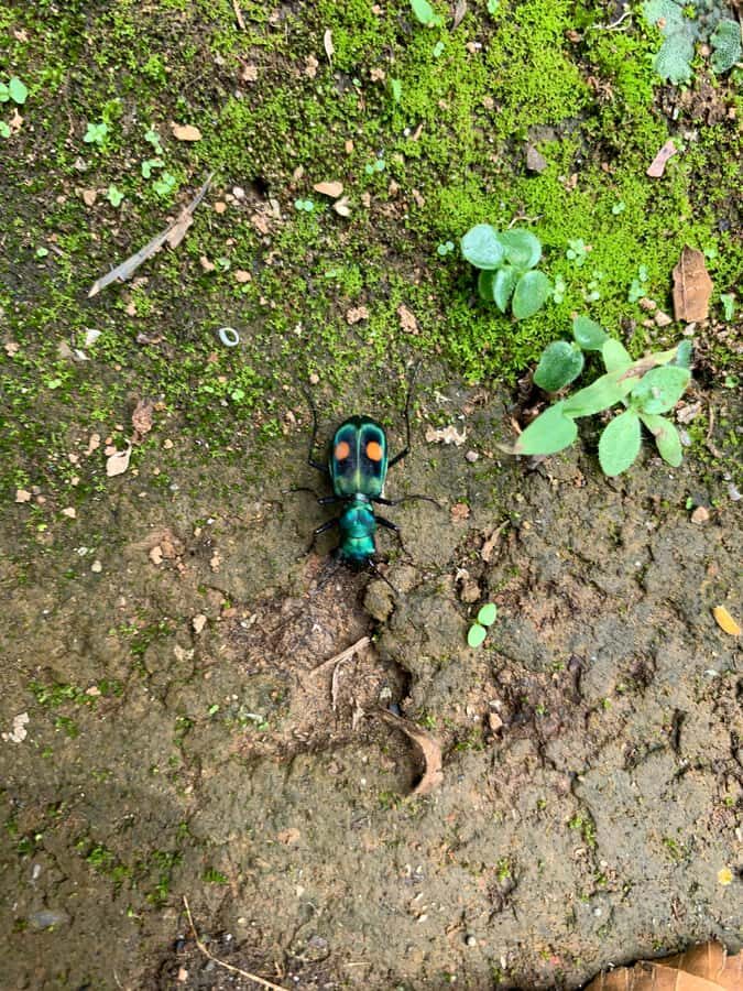Cali: Tour of Waterfall in Pance River - Chorrera del Indio - Pance Park Health Foundation: a calmer river walk and optional food time