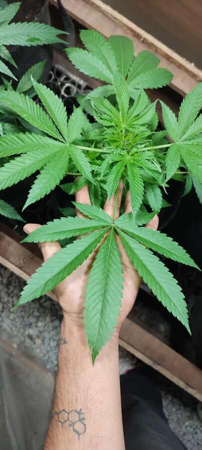 CANNABIS EXPERIENCE - The human touch: expert grower teaching plus translation