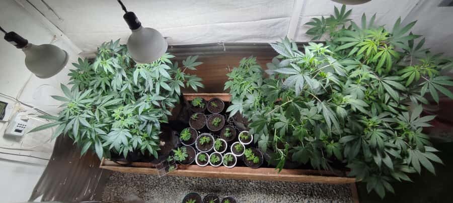 CANNABIS EXPERIENCE - The drink and the souvenir: small extras, big vibe
