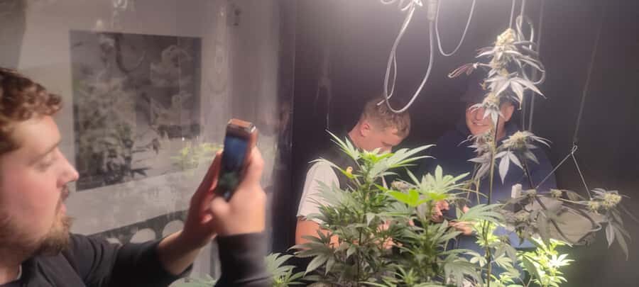 CANNABIS EXPERIENCE - The 420 terrace in Salento: culture and connection time