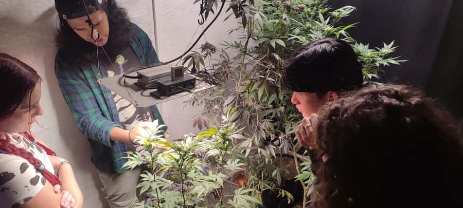 CANNABIS EXPERIENCE - What Grow Ganja does not do: no flower sales, education first