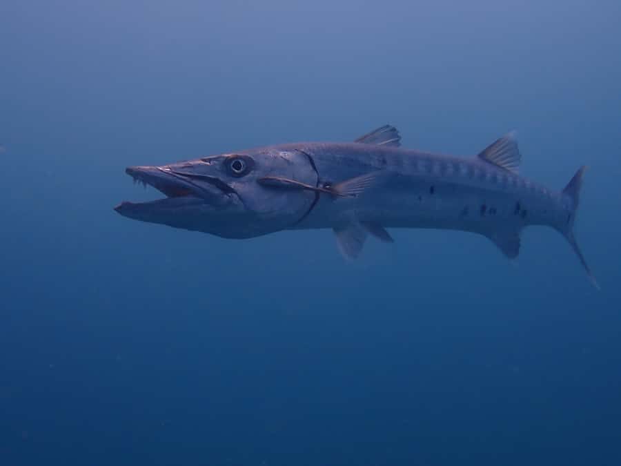 Cartagena: 2 Tanks Dive Plan For CERTIFIED DIVERS - Boat time and the practical flow of the day