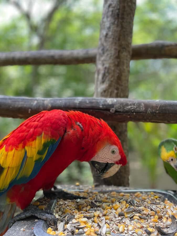 Cartagena: Aviary National Park Tour with Hotel Pickup - Key things to know before you go
