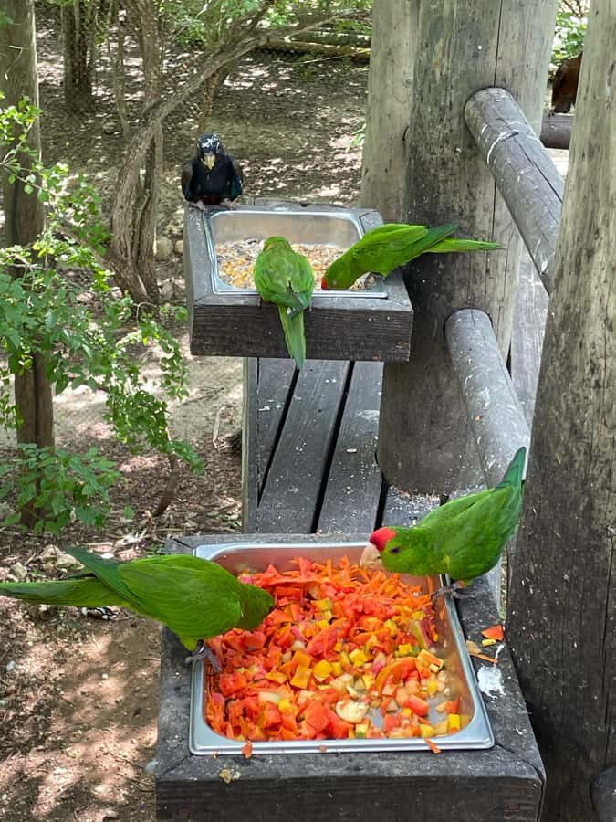 Cartagena: Aviary National Park Tour with Hotel Pickup - Walking the Trails at Your Pace (Without Getting Lost)