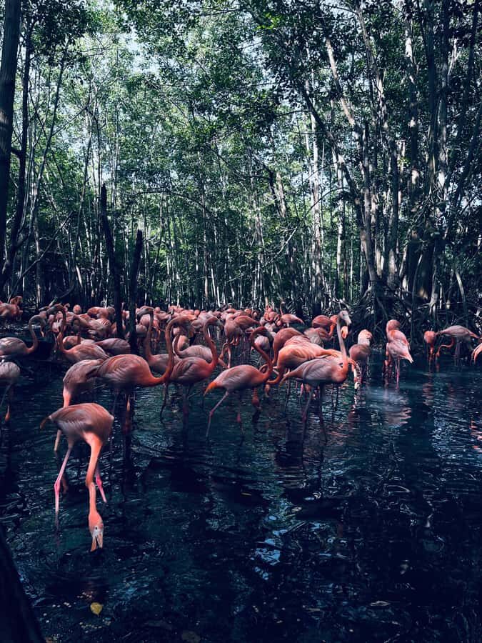 Cartagena: Aviary National Park Tour with Hotel Pickup - The National Aviary of Colombia: 17 Acres of Bird Watching