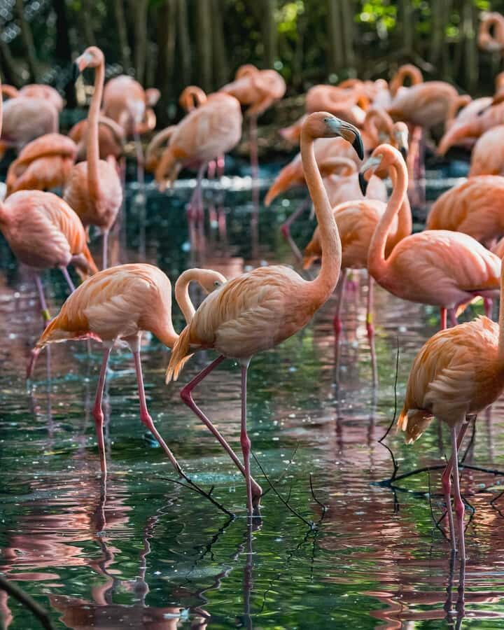 Cartagena: Baru Excursion + Aviary (ticket not included) + lunch - Key takeaways before you go