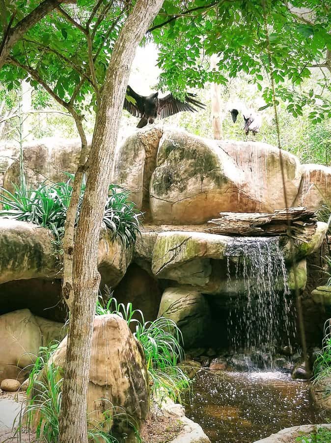 Cartagena: Baru Excursion + Aviary (ticket not included) + lunch - Barú beach stop: swimming, sand time, and a few real-life tips