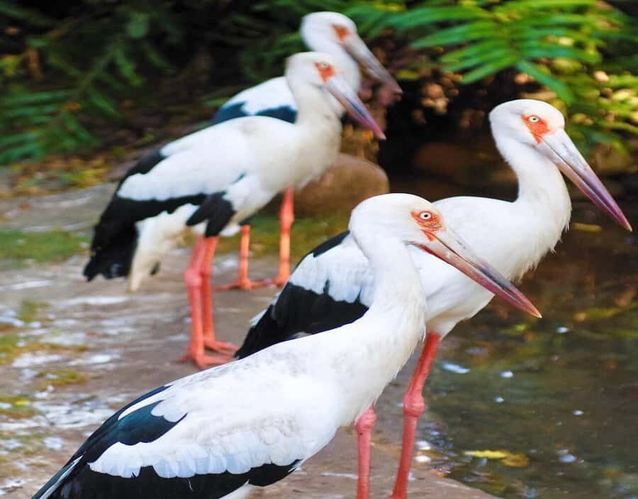 Cartagena: Baru Excursion + Aviary (ticket not included) + lunch - Lunch at Barú: included meal, typical regional style